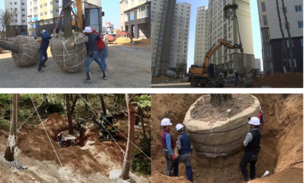 ▲'극한직업' 대형목 이식 작업반(사진제공=EBS1)