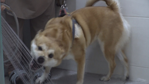 ▲'TV동물농장' 가희(사진제공=SBS)