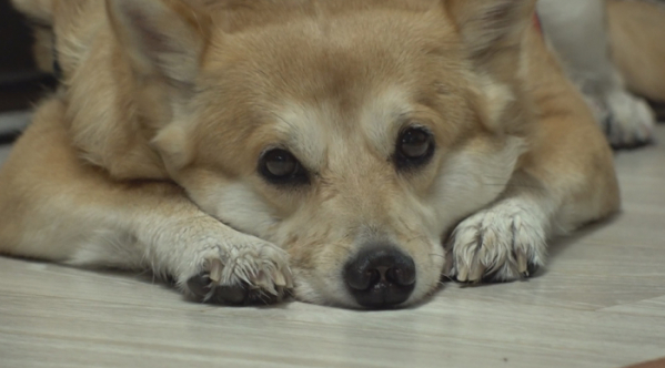 ▲'TV동물농장' 가희(사진제공=SBS)