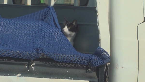 ▲'TV동물농장' 트럭고양이(사진제공=SBS)