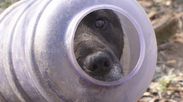 ▲'TV동물농장' 머리낀 개(사진제공=SBS)