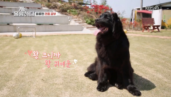 ▲'개는 훌륭하다' 뉴퍼들랜드(사진제공=KBS2)