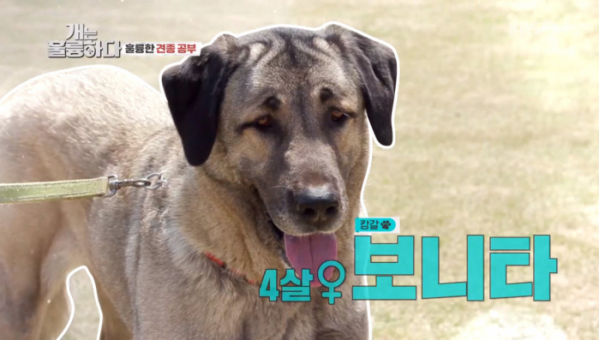 ▲'개는 훌륭하다' 캉갈(사진제공=KBS2)