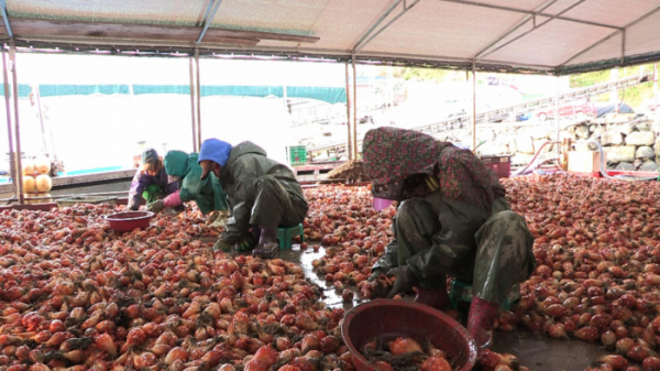 ▲'다큐3일' 멍게 통영 영운항(사진제공=KBS1)