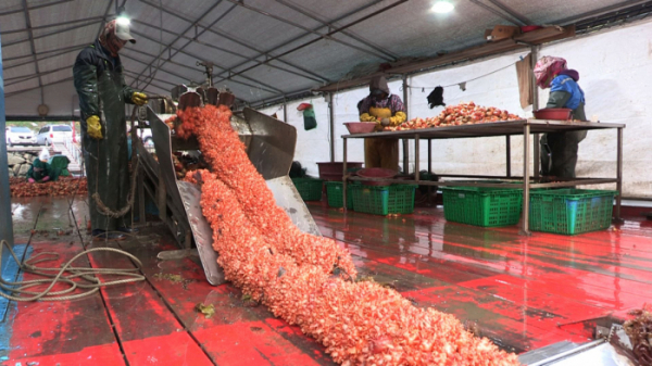 ▲'다큐3일' 멍게 통영 영운항(사진제공=KBS1)