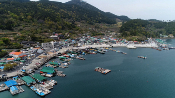 ▲'다큐3일' 멍게 통영 영운항(사진제공=KBS1)