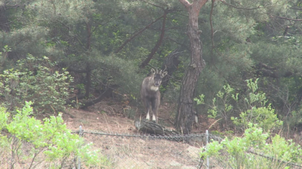 ▲'순간포착 세상에 이런 일이' 산양(사진제공=SBS)