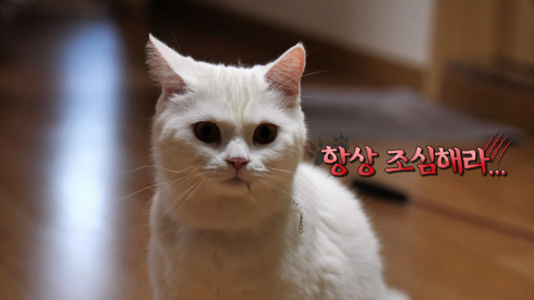 ▲'고양이를 부탁해' 청각장애묘(사진제공=EBS1)