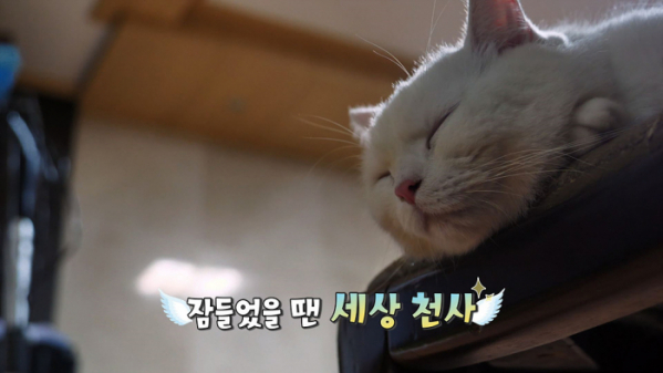 ▲'고양이를 부탁해' 청각장애묘(사진제공=EBS1)