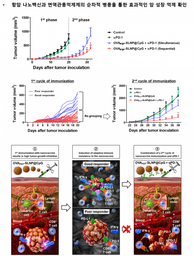 ▲항암 나노백신과 면역관용억제제 PD-1 항체의 순차적 병용을 통해 효과적으로 종양 성장과 종양 재발을 억제할 수 있음을 확인했다.
(카이스트 제공)