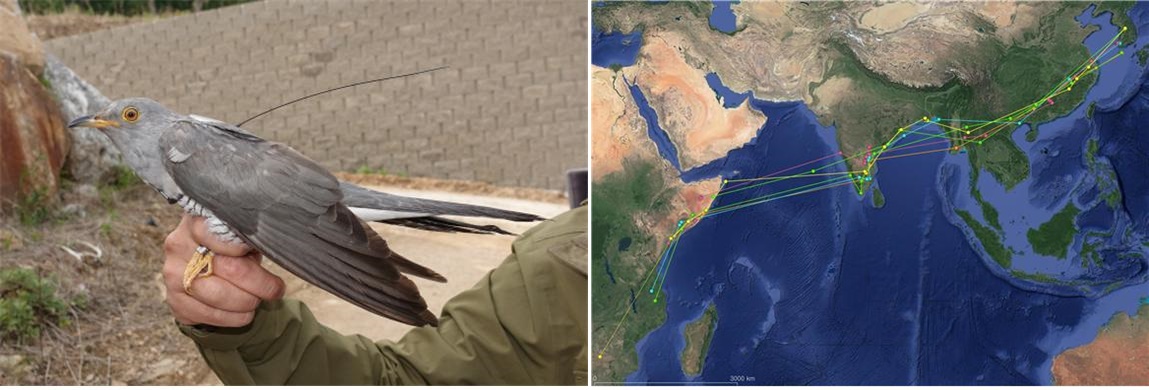 ▲위치추적기를 부착한 뻐꾸기(왼쪽)와 이동경로. (자료제공=국립생물자원관)