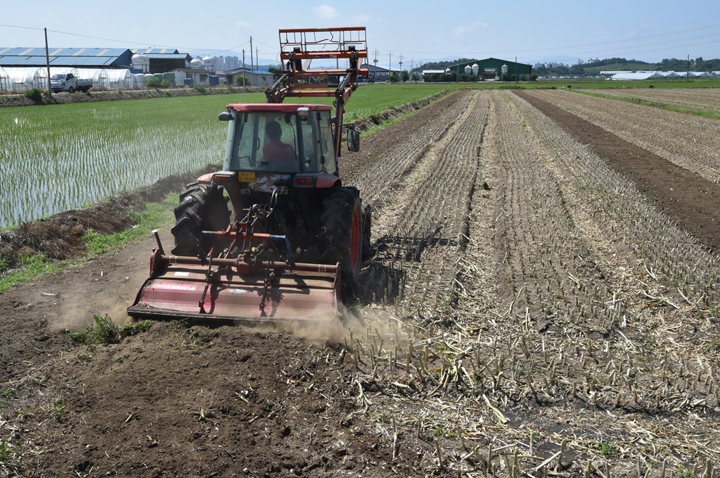▲경기 안성시 양성면 한 농가에서 마늘을 트랙터로 갈아엎고 있다.  (뉴시스)