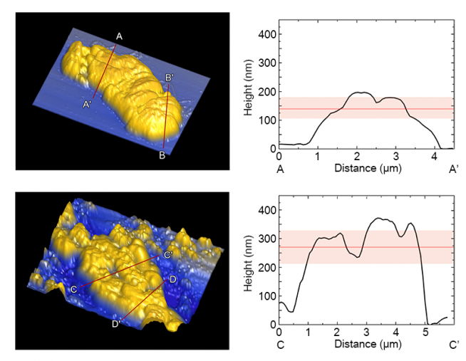 ▲그래핀 액상 셀을이용한 샘플과(좌)일반 전자현미경 관찰한(우) 이후 원자힘현미경(AFM) 관찰을 통한 생존성 검증 (카이스트 제공)