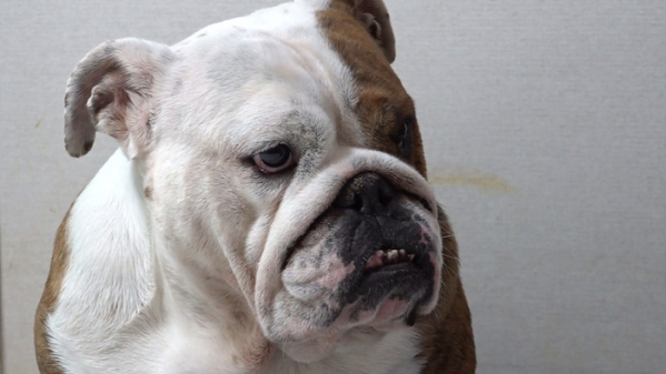 ▲'세나개' 불도그(사진제공=EBS)