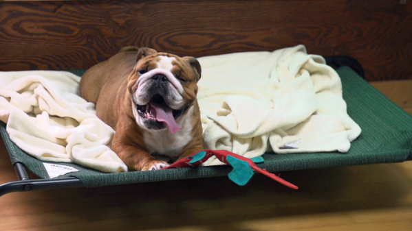 ▲'세나개' 불도그(사진제공=EBS)