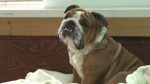 ▲'세나개' 불도그(사진제공=EBS)