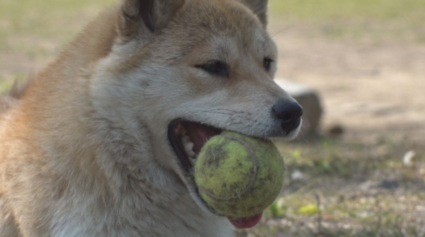 ▲'TV 동물농장' 시바견(사진제공=SBS)