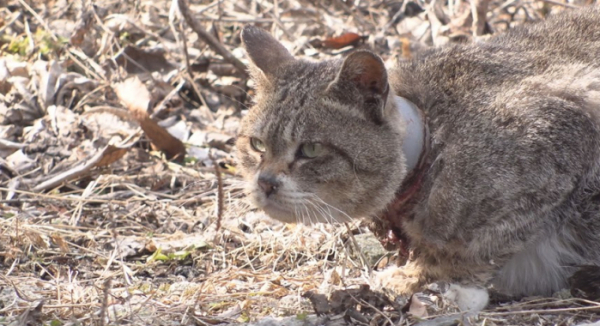 ▲'TV 동물농장'(사진제공=SBS)