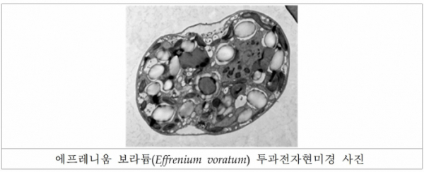 ▲오메가-3 성분이 대량 함유된 해양미세조류 '에프레니움 보라튬' 투과전자현미경 사진. (사진제공=해양수산부)