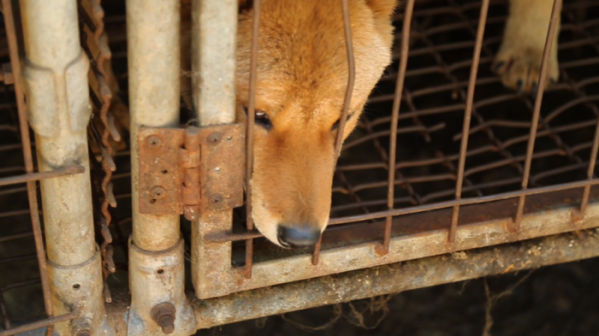 ▲'제보자들' 불법 개농장(사진제공=KBS2)