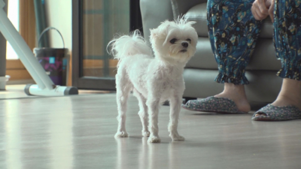 ▲'TV동물농장'(사진제공=SBS)