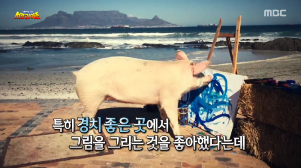 ▲그림 그리는 피그카소(사진=MBC '서프라이즈' 방송화면 캡처)