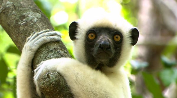 ▲'세계테마기행' 마다가스카르(사진제공=EBS)