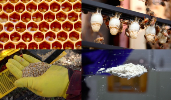 ▲'극한직업' 양봉(사진제공=EBS1)