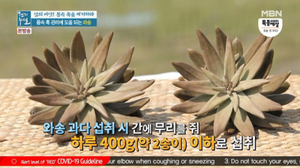 ▲와송의 효능(사진=MBN '천기누설' 방송화면 캡처)