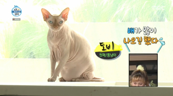 ▲유아인의 스핑크스고양이 (사진=MBC '나 혼자 산다' 방송화면 캡처)