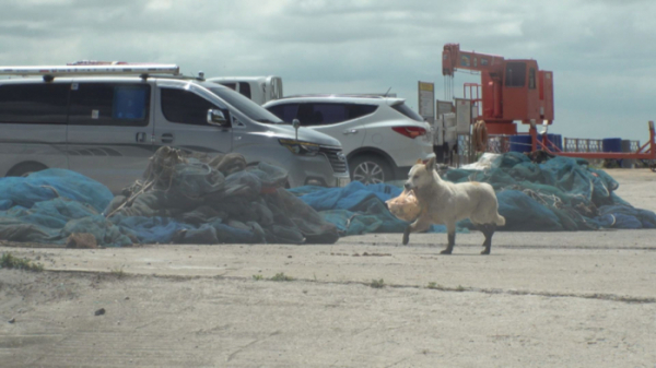 ▲'TV 동물농장' 백구(사진제공=SBS)