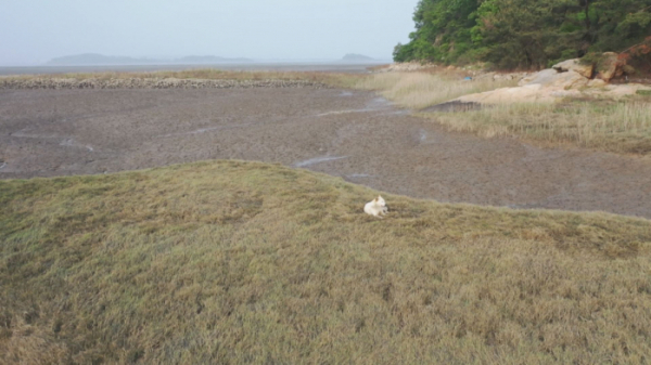 ▲'TV 동물농장' 백구(사진제공=SBS)