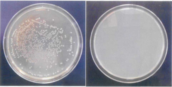 ▲아이엘사이언스의 UVC  LED 조사 전후 대장균 분포 변화 (사진=회사제공)