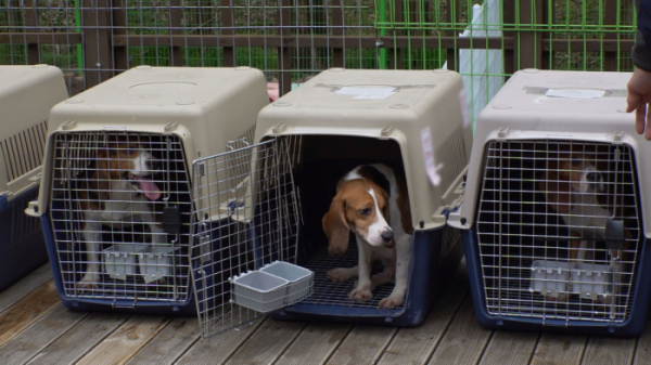 ▲'TV 동물농장–우린 같이 산다' (사진제공=SBS)