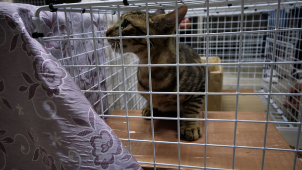 ▲'고양이를 부탁해'(사진제공=EBS1)