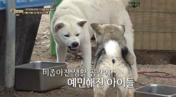 ▲'세상에 나쁜 개는 없다' 군산유기동물보호소(사진제공=EBS1)