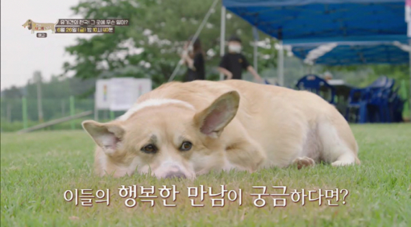 ▲'세상에 나쁜 개는 없다' 군산유기동물보호소(사진제공=EBS1)