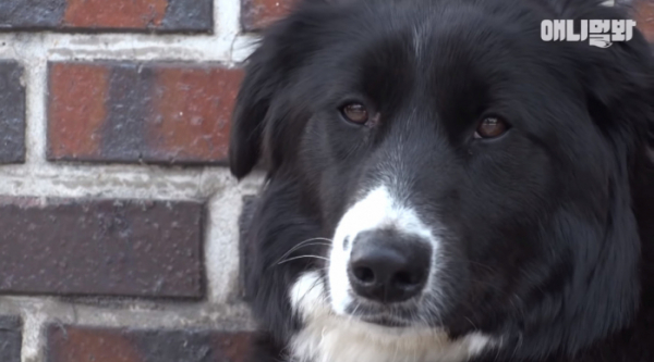 ▲'동물농장' 제주도 담넘는 개 서리(사진제공=SBS)