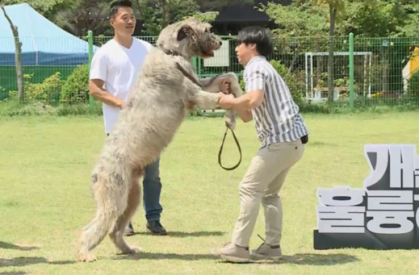 ▲'개는 훌륭하다' 아이리시 울프하운드(사진제공=KBS2)