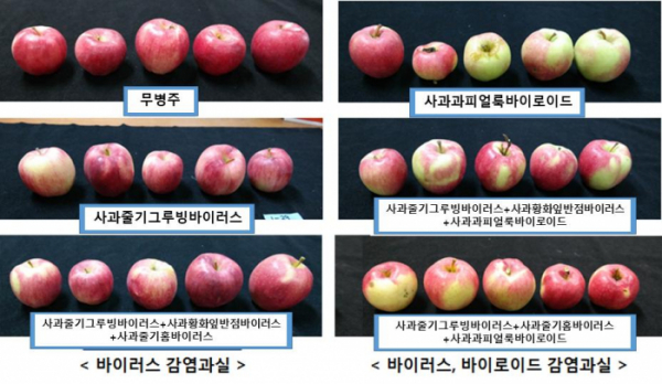▲바이러스에 감염된 사과와 병에 걸리지 않은 사과 비교. (자료제공=농촌진흥청)