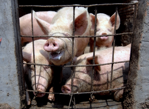 ▲중국 산동성 칭다오에 있는 돼지 농장의 돼지들. 칭다오/EPA연합뉴스 
