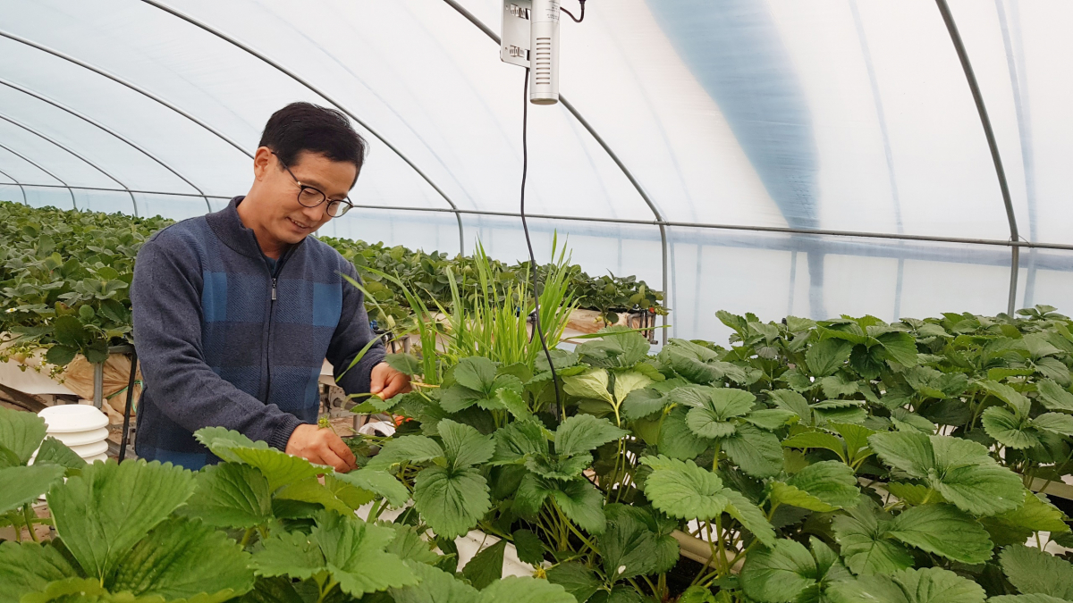 ▲정부의 '빅데이터 단기활용 시범사업'에 참여한 충남 논산 강영식 씨 딸기 농가. 실시간 환경 정보를 활용해 병해충 피해를 사전에 예방할 수 있게 됐다. (사진제공=농림수산식품교육문화정보원)