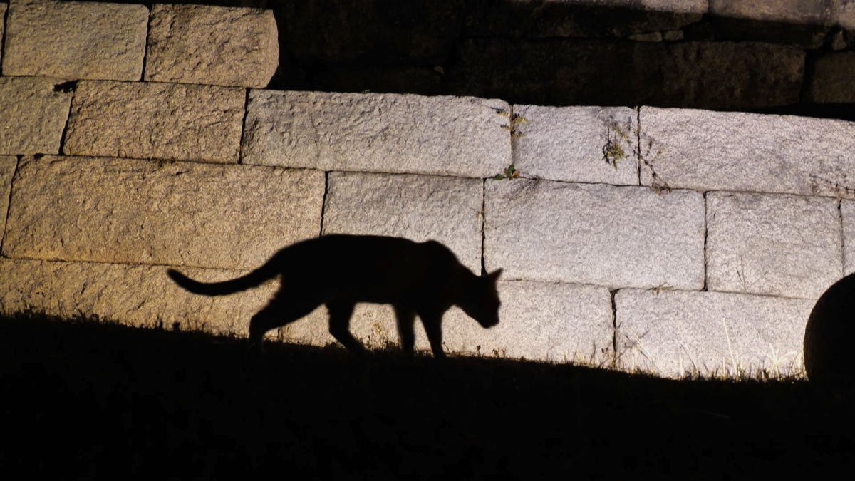 ▲'다큐 잇' 고양이 (사진제공=EBS1)