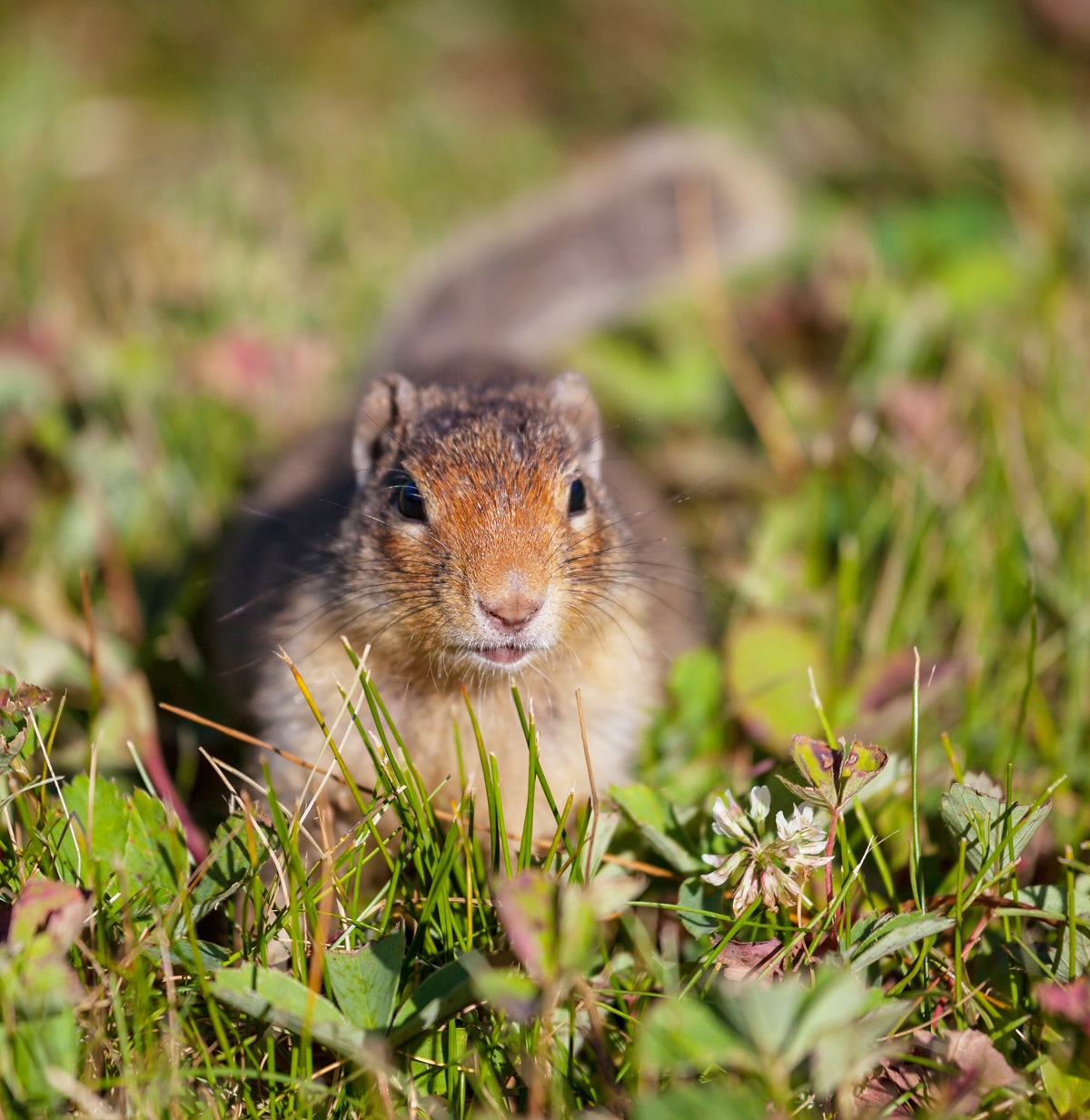 ▲마못 (게티이미지뱅크)