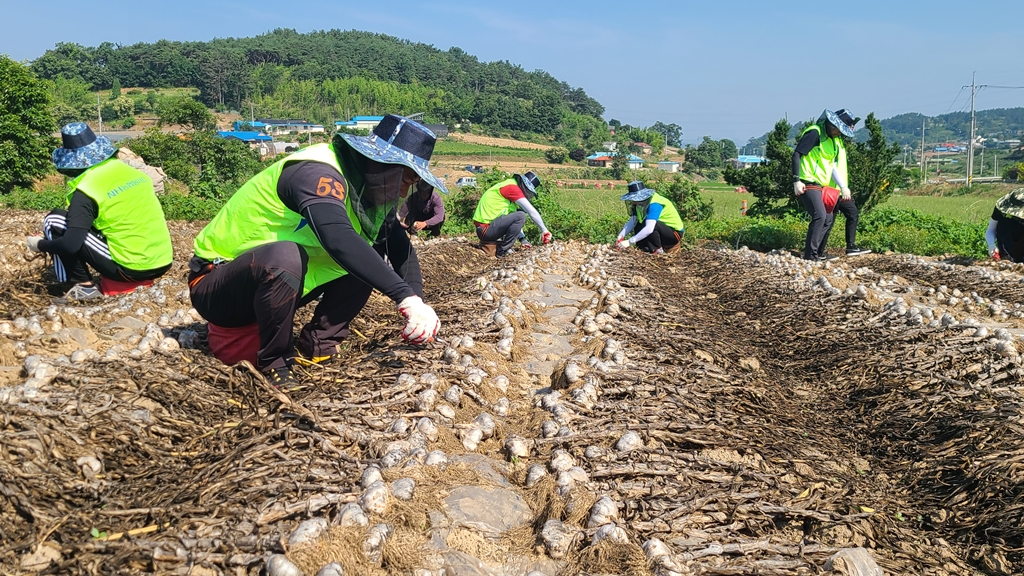 ▲농협 임직원들이 마늘 농가를 찾아 마늘 주대제거와 양파 수확 작업 일손을 거들고 있다. (뉴시스)