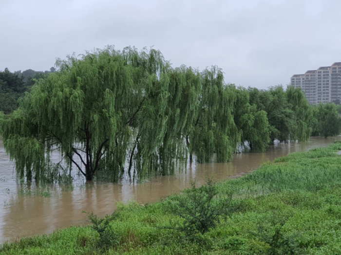 ▲전북지역에 200㎜가량의 폭우가 쏟아진 가운데 30일 오전 홍수주의보가 내려진 전주천변의 큰 나무들이 물에 잠겼다. (연합뉴스)