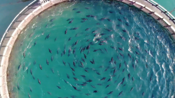 ▲EBS '극한직업' 참다랑어(사진제공=EBS)