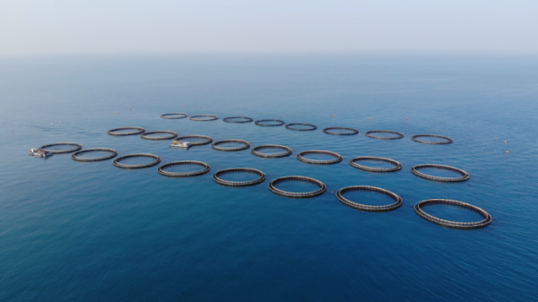 ▲EBS '극한직업' 참다랑어(사진제공=EBS)