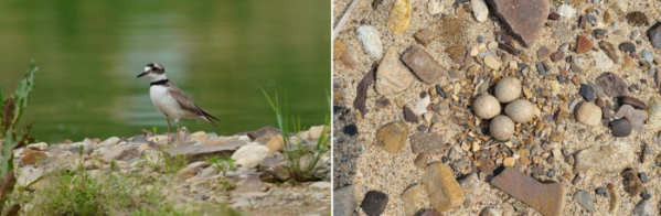 ▲올해 5월 낙동강 상류에서 발견한 흰목물떼새와 둥지. (사진제공=환경부)