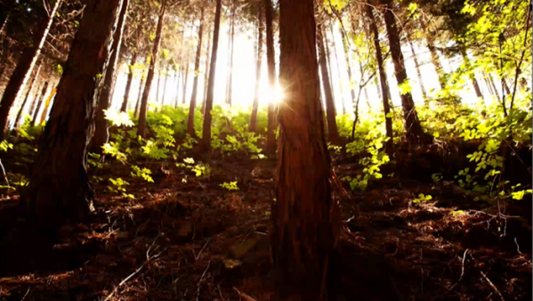 ▲'생로병사의 비밀' 숲(사진제공=KBS 1TV)